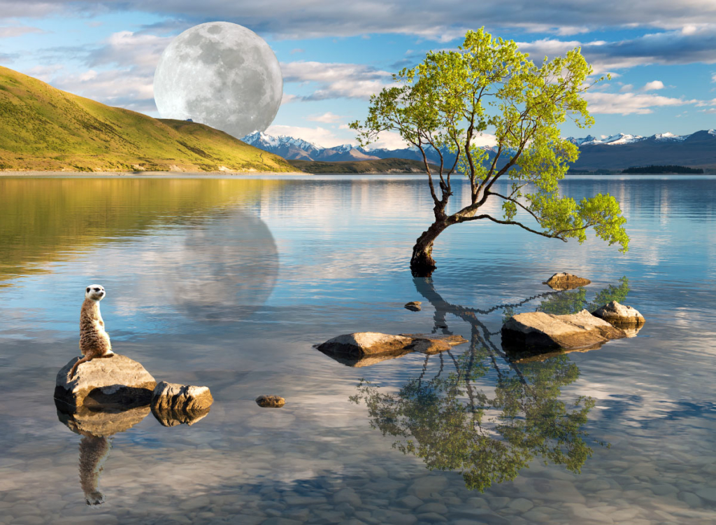 That Wanaka Tree in Lake Tekapo. With once-in-a-lifetime super moon event and native NZ meerkat. For real.
