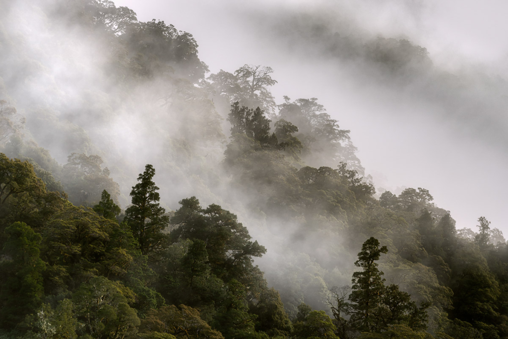 Forest Mist – Daniel Murray Photography – New Zealand Landscapes and ...